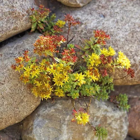 Feriehus Kapitaensweg 14 Karlshagen